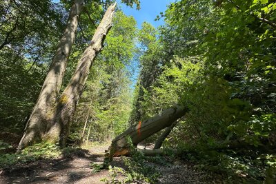 Baumkrone fällt auf beliebten Rad-und Wanderweg in Aue - Feuerwehr Aue und Bad Schlema im Einsatz: Abgebrochene Baumkrone sicher entfernt. Foto: Daniel Unger