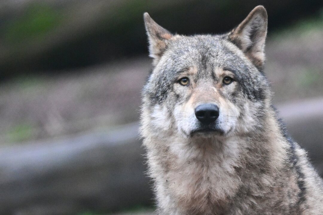 Behörden geben Wolf in Ostsachsen zum Abschuss frei - In Ostsachsen haben Behörden einen Wolf zum Abschuss freigegeben, nachdem er eine Vielzahl von Nutztieren gerissen hat (Symbolbild).