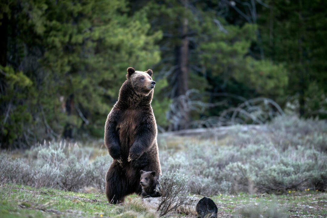 Berühmte Grizzly-Bärin in den USA bei Autounfall getötet - Die berühmte Grizzly-Bärin 399 ist bei einem Unfall mit einem Auto ums Leben gekommen.