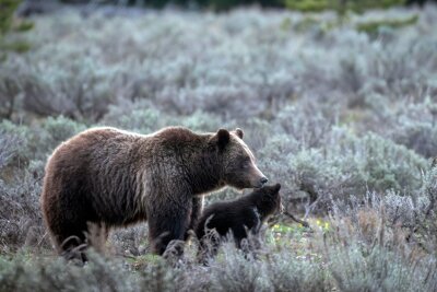 Berühmte Grizzly-Bärin in den USA bei Autounfall getötet - Sie wurde 28 Jahre alt und brachte in ihrem Leben 18 Junge zur Welt.