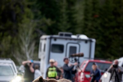 Berühmte Grizzly-Bärin in den USA bei Autounfall getötet - Menschen aus aller Welt reisten nach Wyoming, um die Bärin und ihren Nachwuchs zu Gesicht zu bekommen.