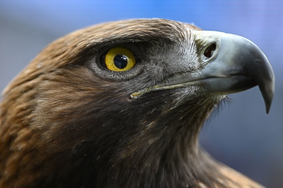 Betagter Steinadler im Zoo von Hoyerswerda gestorben - Der Zoo Hoyerswerda hat sein Steinadler-Weibchen Tschari wegen altersbedingter Leiden eingeschläfert (zu dpa: "Betagter Steinadler im Zoo von Hoyerswerda gestorben")