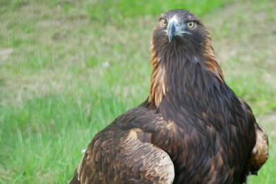 Betagter Steinadler im Zoo von Hoyerswerda gestorben - Der Zoo Hoyerswerda hat sein 42 Jahre altes Steinadler-Weibchen Tschari einschläfern lassen müssen (Foto Handout).