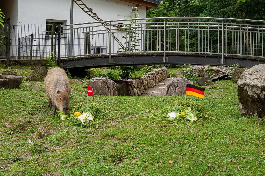 BLICK.de-Capybara orakelt: So spielt Deutschland gegen Dänemark - Unser Blick-Capybara orakelt das Achtelfinale Deutschland gegen Dänemark.