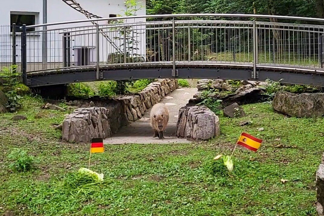 BLICK.de-Capybara orakelt: So spielt Deutschland gegen Spanien - Unser Blick-Capybara orakelt das Achtelfinale Deutschland gegen Spanien.