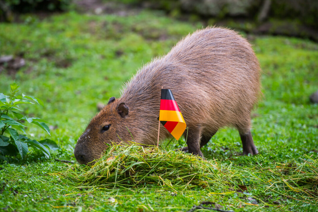 BLICK.de-Capybara orakelt: So spielt Deutschland zum EM-Auftakt - Wie entscheidet sich das BLICK.de-Capybara für die Partie Deutschland gegen Schottland?