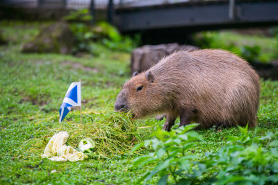 BLICK.de-Capybara orakelt: So spielt Deutschland zum EM-Auftakt - Wie entscheidet sich das BLICK.de-Capybara für die Partie Deutschland gegen Schottland?