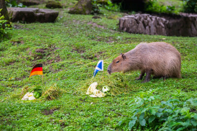 BLICK.de-Capybara orakelt: So spielt Deutschland zum EM-Auftakt - Wie entscheidet sich das BLICK.de-Capybara für die Partie Deutschland gegen Schottland?