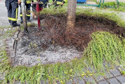 Brennender Mülleimer nahe Auer Postplatz: Feuerwehr im Einsatz - Durch die Hitze griff das Feuer auch auf die angrenzende Hecke über. Ein Anwohner konnte die Flammen mit einem Feuerlöscher eindämmen. Foto: Daniel Unger