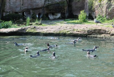 Bruterfolg im Limbacher Tierpark: Pinguine haben zahlreichen Nachwuchs - Zweimal täglich gibt es kommentierte Fütterungen, wo man alles Wissenswerte über die Humboldt-Pinguine erfährt. Foto: A.Büchner