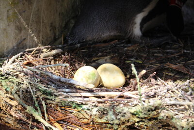 Bruterfolg im Limbacher Tierpark: Pinguine haben zahlreichen Nachwuchs - Pinguineier in den Bruthöhlen. Foto: A.Büchner 