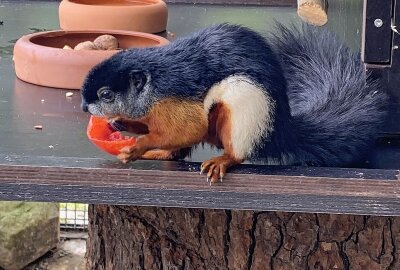 Chemnitz: Neue Tierart im Botanischen Garten zu sehen - Neue Tierart im Botanischen Garten zu sehen: Prevost-Schönhörnchen. Foto: Stadt Chemnitz 