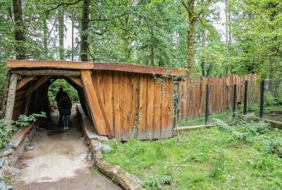 "Dachs-Index" steigt in Chemnitz auf 100 Prozent - Ein nachempfundener Bergwerksstollen ermöglich den Blick in den Dachsbau. Foto: Peggy Schellenberger