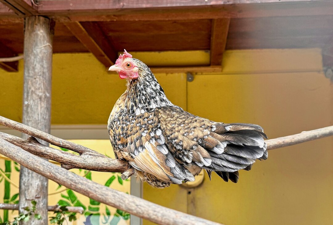 Das kleinste Huhn der Welt lebt in Aue - Im Auer Zoo der Minis gibt es einen Zuchterfolg bei den Seramas. Foto: Ralf Wendland