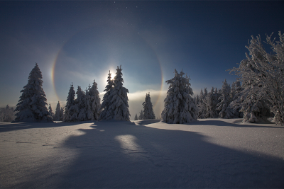 Sonniger mit Schnee bedeckter Wald