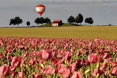 Mohnblumenfeld mit Heißluftballon und Häuschen im Hintergrund