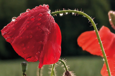 Nahaufnahme von einer roten Mohnblume mit Regentropfen