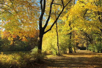  Ein sonniger Tag im Stadtpark, blauer Himmel und bunte Herbstblätter auf dem Weg.