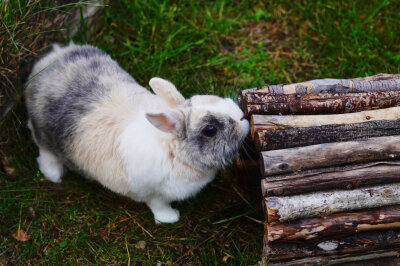 Das sind die Gewinnerfotos vom 1. Haustier-Fotowettbewerb - Ganz knapp auf Platz 2 landet Zwergkaninchen Krümel. Der Vierbeiner aus Aue ist sechs Jahre alt und liebt es das Buddeln, Toben und Fressen. Am liebsten ist er in seinem Freigehege. Oft findet sein Frauchen ihn dann im Beet oder Kompost wieder. 