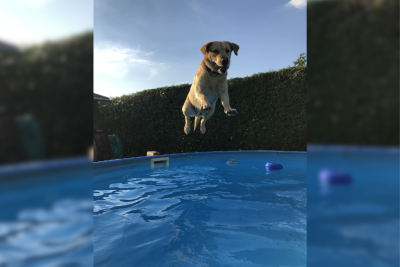 Das sind die Gewinnerfotos vom 1. Haustier-Fotowettbewerb - Auf Platz drei landet der 7-jährige Labrador Bobby aus Oelsnitz / Erzgebirge. Der Hund liebt das Baden so sehr, dass seine Familie ihn schon "Wassrador" getauft hat. 