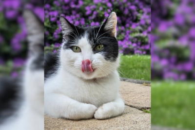 Das sind die Gewinnerfotos vom 1. Haustier-Fotowettbewerb -  Auf dem fünften Platz gewinnt Katze Bettie aus Limbach-Oberfrohna. Die 4-jährige Mieze liebt es mit Kindern zu spielen. 