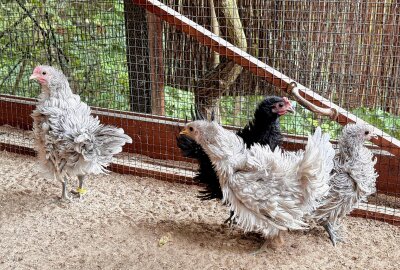 Das sind die neue Bewohner im Holzhaus des Zoo der Minis Aue - Strupphühner haben ihren Namen durch ihr markantes Aussehen. Foto: Ralf Wendland