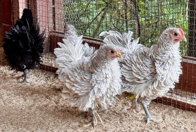 Das sind die neue Bewohner im Holzhaus des Zoo der Minis Aue - Strupphühner haben ihren Namen durch ihr markantes Aussehen. Foto: Ralf Wendland