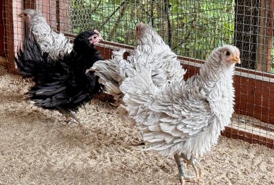 Das sind die neue Bewohner im Holzhaus des Zoo der Minis Aue - Strupphühner haben ihren Namen durch ihr markantes Aussehen. Foto: Ralf Wendland