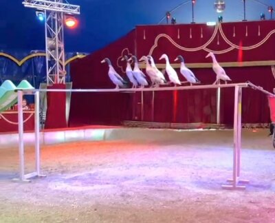 Der 6. Plauener Weihnachtscircus: Spektakuläre Momente für die ganze Familie - Vom 21. Dezember bis 5. Januar 2025 verwandelt sich der Platz an der Festhalle in Plauen in eine funkelnde Märchenwelt voller Magie, Akrobatik und Humor.