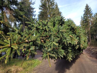 Der Chemnitzer Weihnachtsbaum rollt an: Liveticker zum Transport - Das erste Foto vom verladenen Baum. Foto: Katja Lippmann-Wagner 