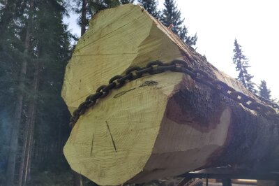 Der Chemnitzer Weihnachtsbaum rollt an: Liveticker zum Transport - Der Stamm verrät es: Die Fichte ist zirka 70 Jahre alt. Foto: Katja Lippmann-Wagner 