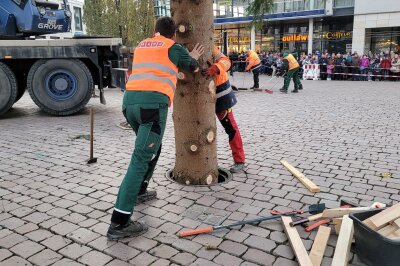 Der Chemnitzer Weihnachtsbaum rollt an: Liveticker zum Transport - Der Stamm kommt in die Hülse. Foto: Katja Lippmann-Wagner 