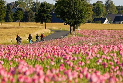 Der Mohn blüht wieder - An der Landstraße zwischen Mittelbach und Ursprung blüht der Sommermohn. Foto: Markus Pfeifer