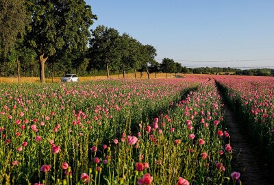 Der Mohn blüht wieder - Die Pflanzen werden von der Waldenburger Agar GmbH zur Erzeugung von Backmohn angebaut. Foto: Markus Pfeifer