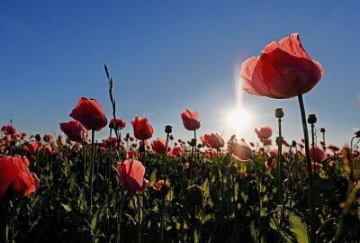 Der Mohn blüht wieder - Die Pflanzen sind nicht nur in der tiefstehtendden Abendsonne echte Hingucker. Foto: Markus Pfeifer