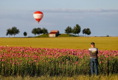 Der Mohn blüht wieder - Mt etwas Glück gibts für Fotografen nicht nur den Mohn, sondern auch weitere Motive. Foto: Markus Pfeifer