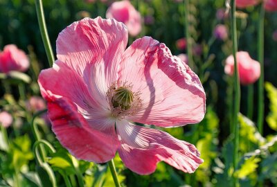 Der Mohn blüht wieder - Die Blüten sind echte Kunstwerke der Natur. Foto: Markus Pfeifer