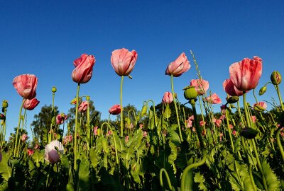 Der Mohn blüht wieder - Farbenspiele mit Mohn. Foto: Markus Pfeifer