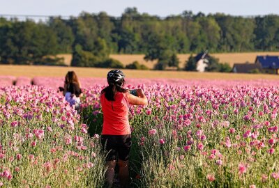 Der Mohn blüht wieder - Die Pflanzen sollten nicht beschädigt werden, weshalb das Betreten der Felder unerwünscht ist. In den vorhandenen Traktorspuren kann aber fotografiert werden. Foto: Markus Pfeifer