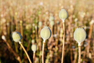 Der Mohn blüht wieder - Neben dem Sommermohnfeld ist auch eine kleine Fläche mit Wintermohn. Hier reifen die Samenkapseln bereits aus. Foto: Markus Pfeifer