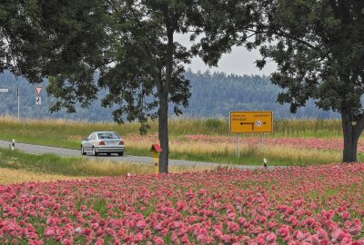 Der Mohn blüht wieder - Die Farbenpracht direkt an der Straße wird nur wenige Tage zu sehen sein. Foto: Markus Pfeifer