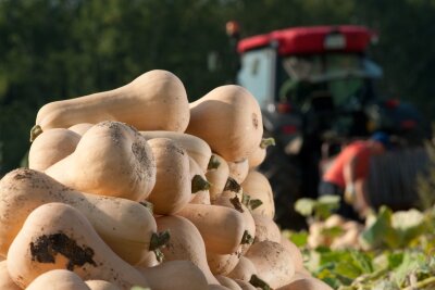 Die Kürbiszeit feiern – mit Ravioli-Kunst oder Fruchtsalat - Der Name ist Programm: Die Vorzüge des Butternut-Kürbisses ist sein milder nussigbuttriger Geschmack.