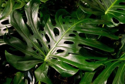 Diese Pflege braucht die Monstera - Im Herbst geht die Monstera in die Ruhephase. Die beliebte Zimmerpflanze sollte ab dann sparsamer gegossen werden.