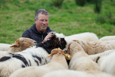 Diese schwulen Böcke lieben, wen sie wollen - Als Teil der schwulen Herde dürfen die Schafe "leben und lieben, wen und wie sie wollen" (Foto aktuell).