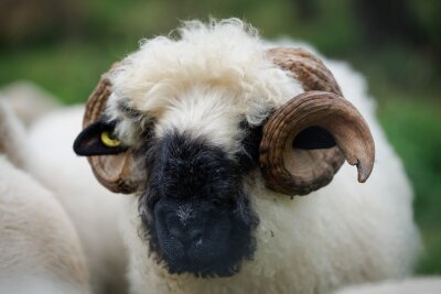 Diese schwulen Böcke lieben, wen sie wollen - Das schwule Walliser Schwarznasenschaf "Karl" wurde von Bill Kaulitz adoptiert. 