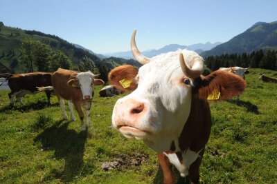 Diese Tiere trifft man nur einmal, wenn man Pech hat - Was guckst du? Vor Kühen auf freien Weideflächen halten Wanderer lieber ausreichend Abstand.