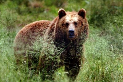 Diese Tiere trifft man nur einmal, wenn man Pech hat - Bären leben in Europa unter anderem in den rumänischen Karpaten - dort gab es dieses Jahr auch einen tödlichen Angriff.