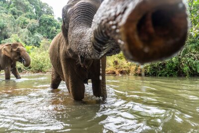 Diese Tiere trifft man nur einmal, wenn man Pech hat - Gewaltige Kraft: Elefanten können Menschen töten - Touristen trifft es aber nur in Ausnahmefällen.