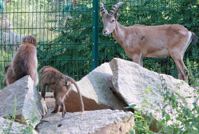 Diese weltweit einzigartige WG gibt es im Tierpark Chemnitz - Im Tierpark Chemnitz sind die beiden Anlagen der Dscheladas und der Westkaukasischen Steinböcke im Tierpark Chemnitz miteinander verbunden worden.Foto: Kevin Rüffer