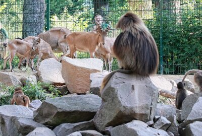 Diese weltweit einzigartige WG gibt es im Tierpark Chemnitz - Im Tierpark Chemnitz sind die beiden Anlagen der Dscheladas und der Westkaukasischen Steinböcke im Tierpark Chemnitz miteinander verbunden worden.Foto: Jan Klösters